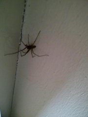 Spider!!!
