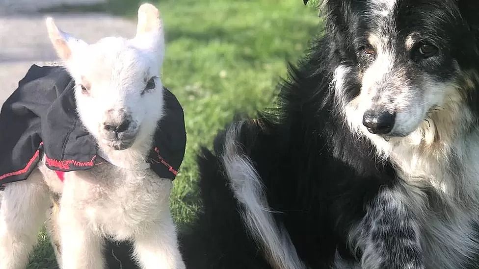 lamb and dog.jpg